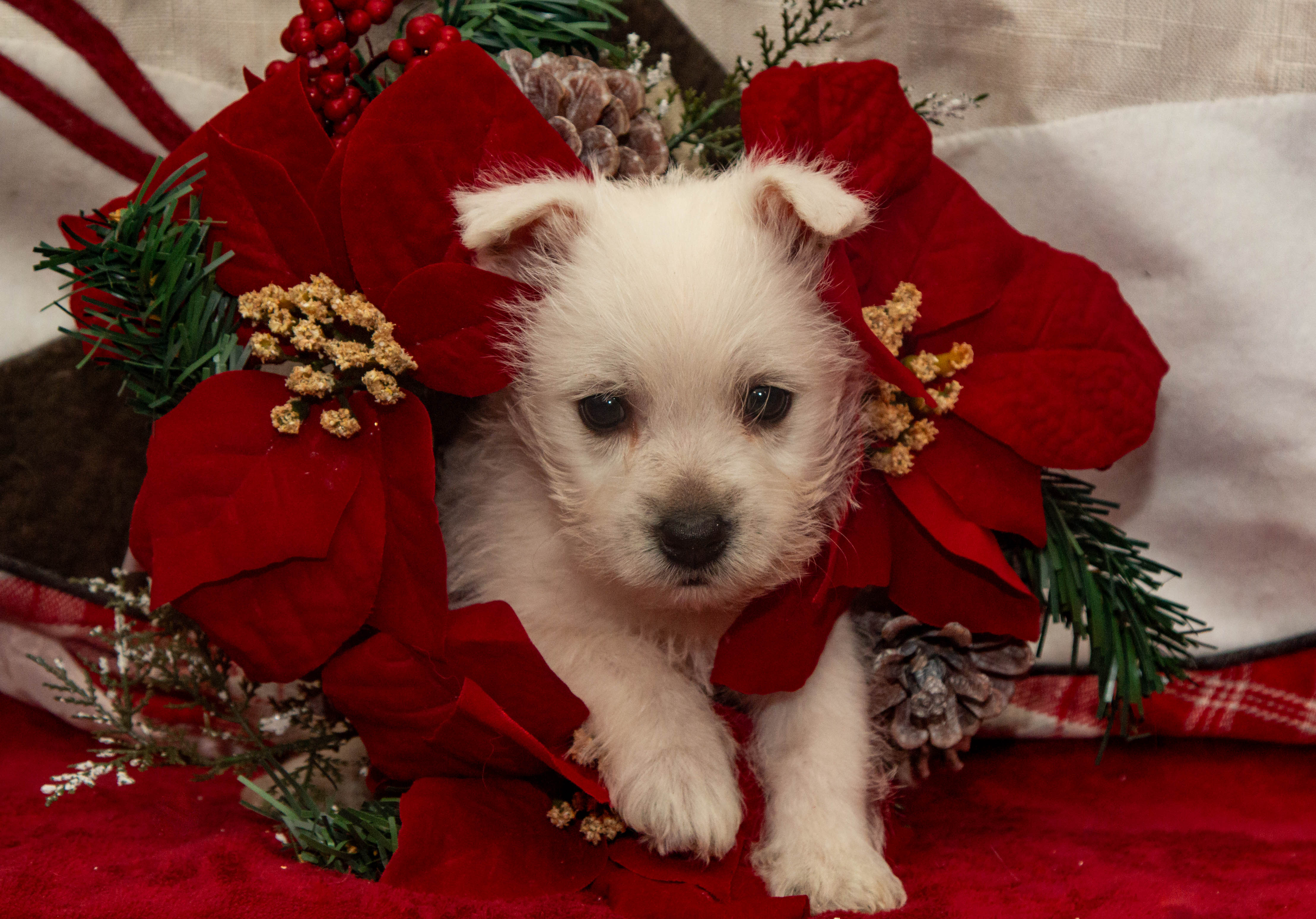 puppy, for, sale, West Highland White Terrier, Amos B. King, dog, breeder, Romney, WV, dog-breeder, puppy-for-sale, forsale, nearby, find, puppyfind, locator, puppylocator, aca
